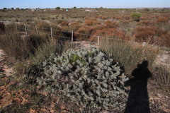Leucospermum tomentosum