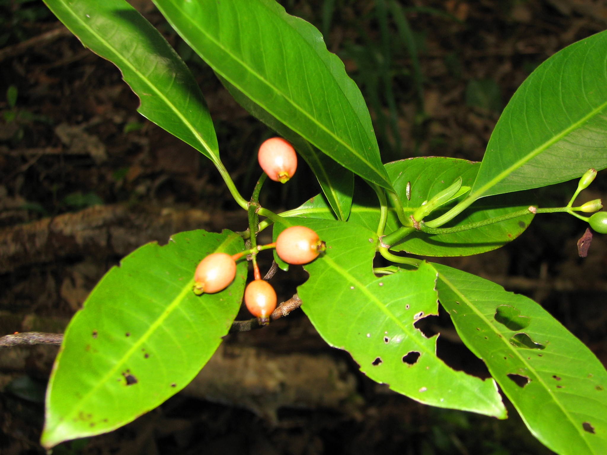 Psychotria garberiana