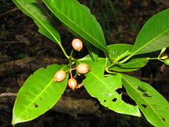 Psychotria garberiana