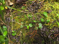 Cardamine dolichostyla