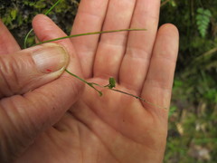 Cardamine dolichostyla