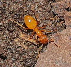 Acanthomyops