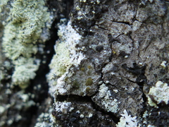 Caloplaca diphasia