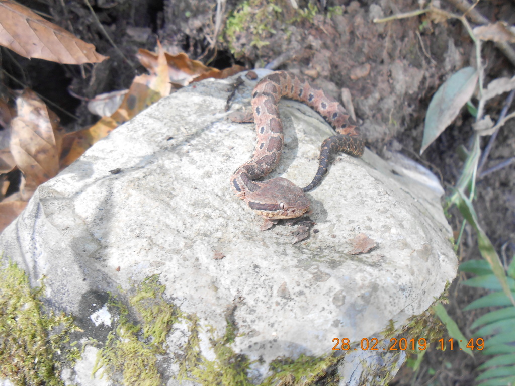 Mexican Jumping Pit Viper from Zacatlán, Pue., México on February 28