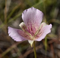 Calochortus striatus