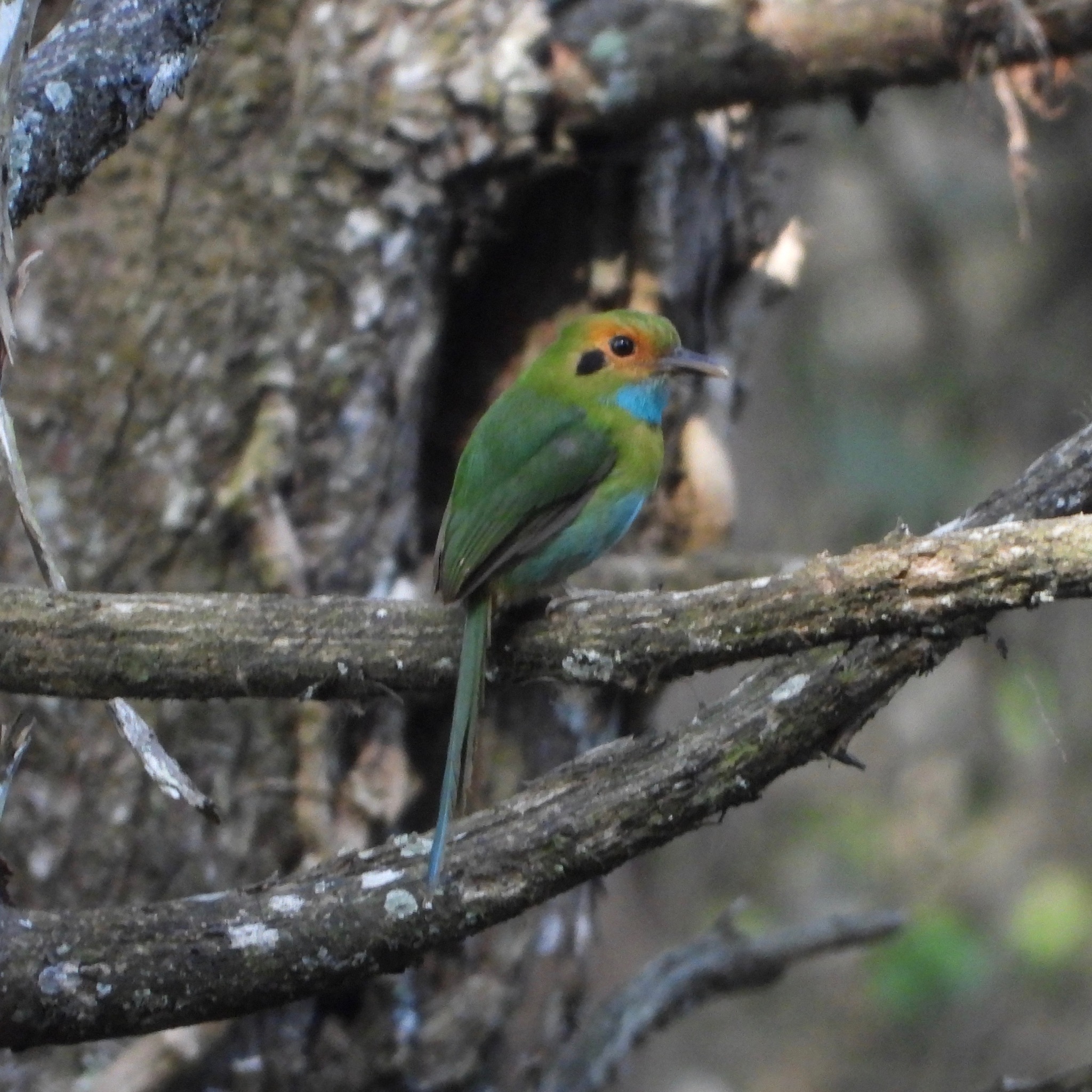Blue-throated Motmot (Aspatha gularis), photo 10