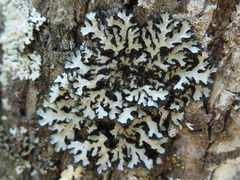 Phaeophyscia hispidula
