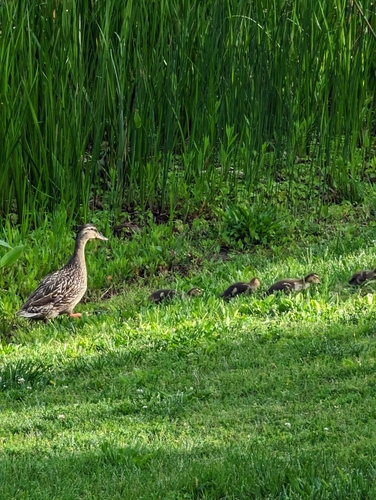 Mallard photographed in Missouri
