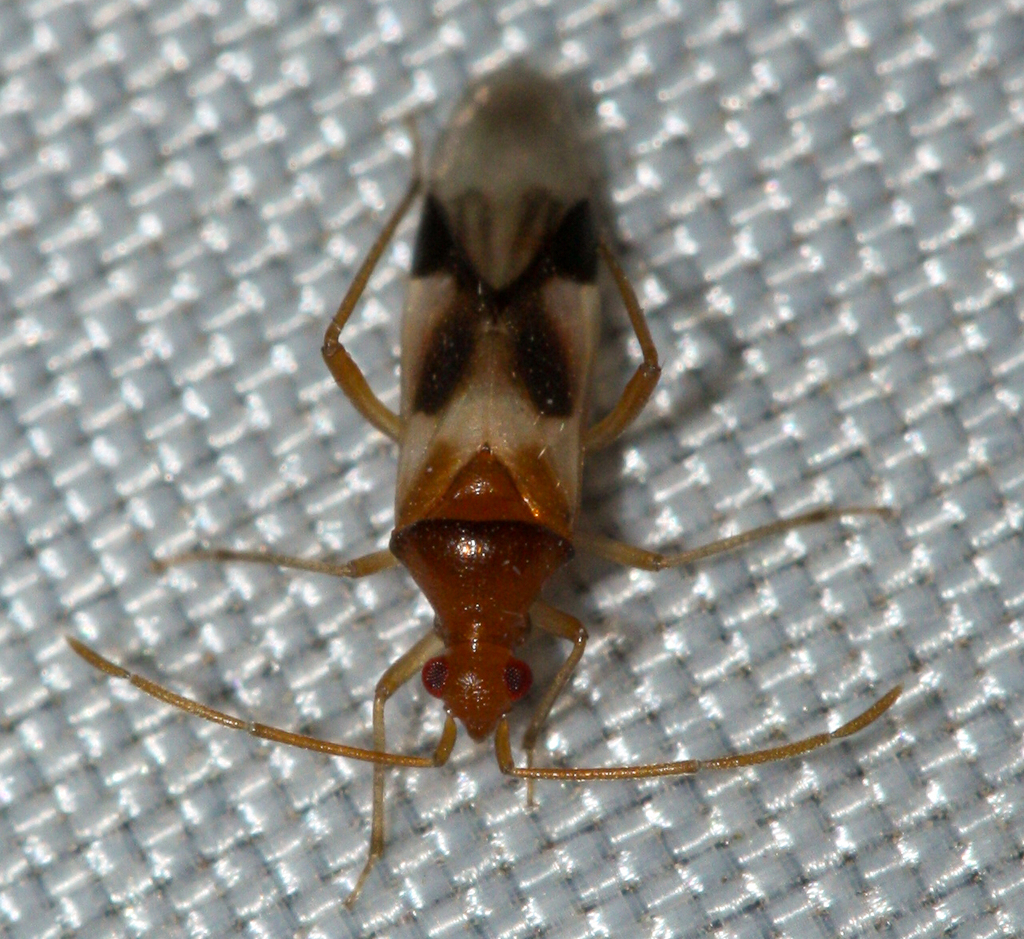Cyrtopeltocoris rubripes