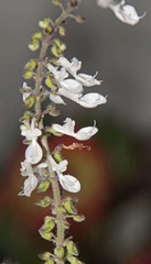 Coleus grandidentatus