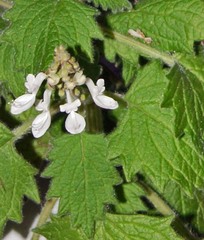 Coleus grandidentatus