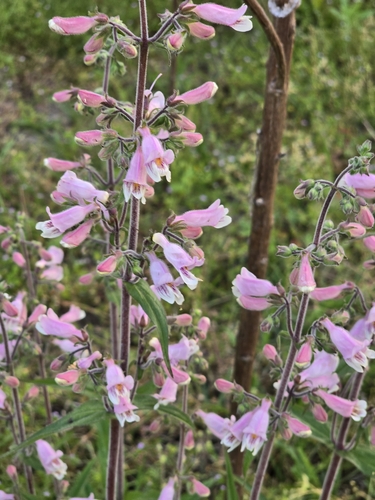 Image of Eustis Lake Beardtongue by (c) Rebecca Gimenez Husted, some rights reserved (CC BY)