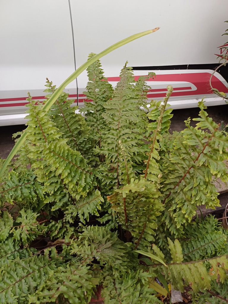 southern sword fern from Santo Domingo, 97703 Tizimín, Yuc., México on ...