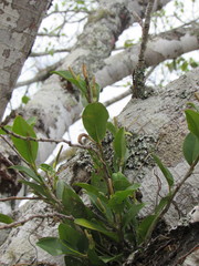 Peperomia obtusifolia