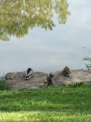 Mallard photographed in Missouri