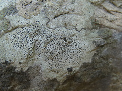 Bagliettoa calciseda