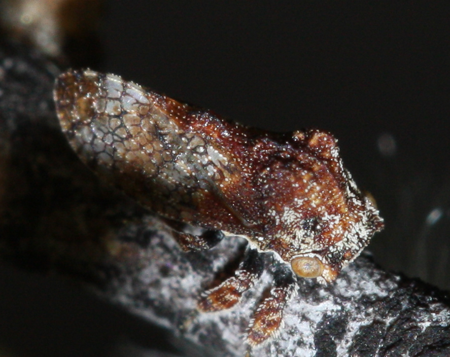 Multareis cornutus