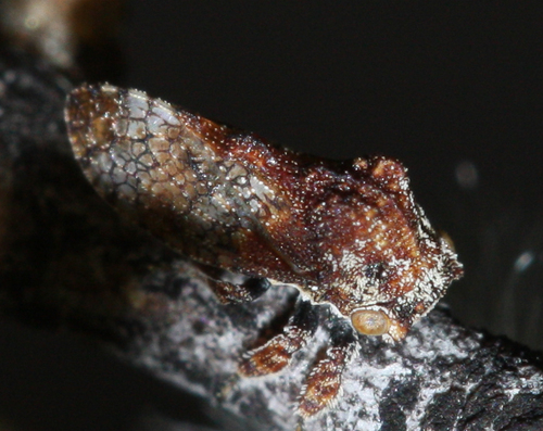 Multareis cornutus