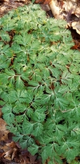 Dicentra cucullaria