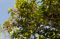 Syzygium samarangense