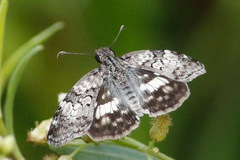 Chiomara asychis