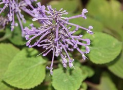 Plectranthus ambiguus