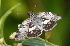 Chiomara asychis