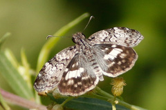 Chiomara asychis