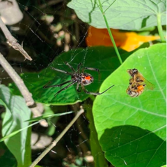 Latrodectus geometricus