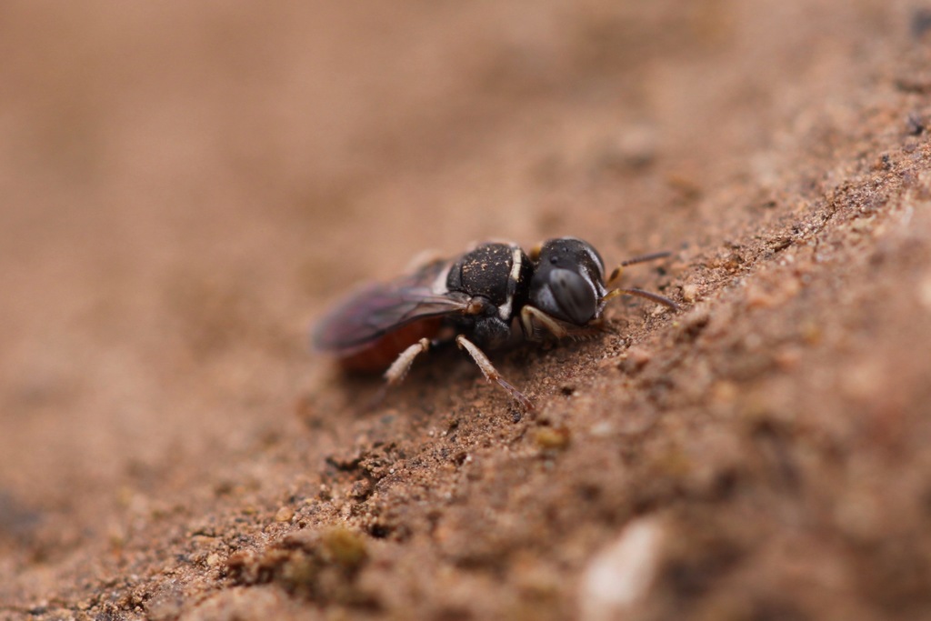 Belomicrus