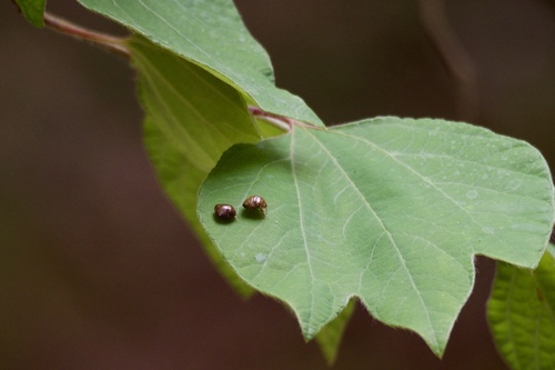 Japanese common plataspid stinkbug photo 5