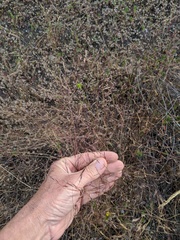 Deschampsia danthonioides