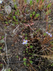 Downingia cuspidata