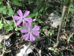 Silene caroliniana