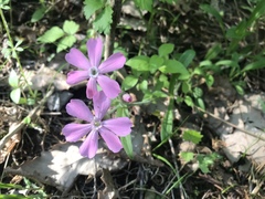 Silene caroliniana