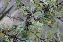 Berberis trifoliolata