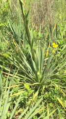 Yucca necopina