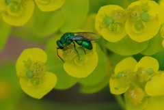 Chrysura
