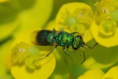Chrysura