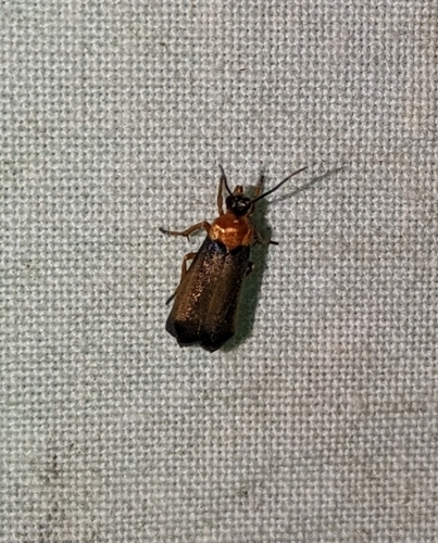 Lycomorphodes aurobrunnea