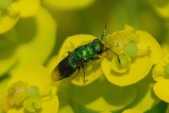 Chrysura