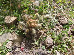 Austrocylindropuntia shaferi