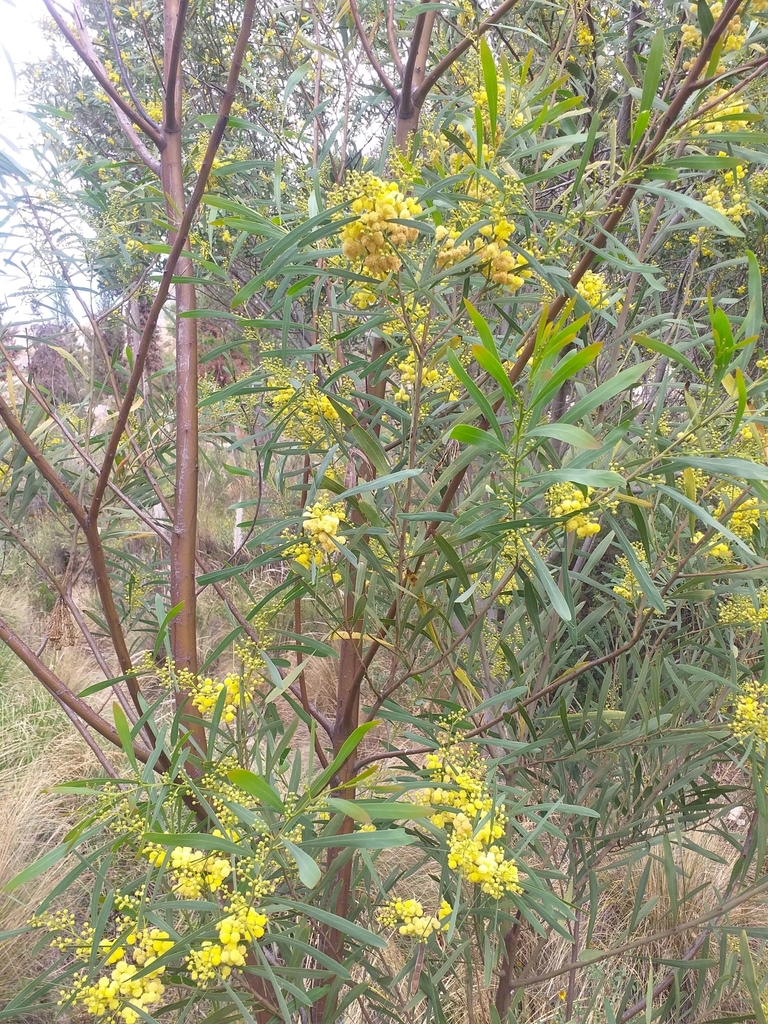 Acacia retinodes, Macrodistrito Sur, La Paz, Bolivia