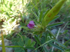 Vicia sativa