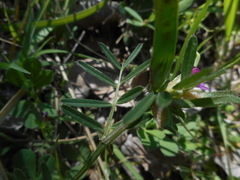 Vicia sativa