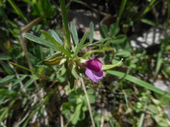 Vicia sativa