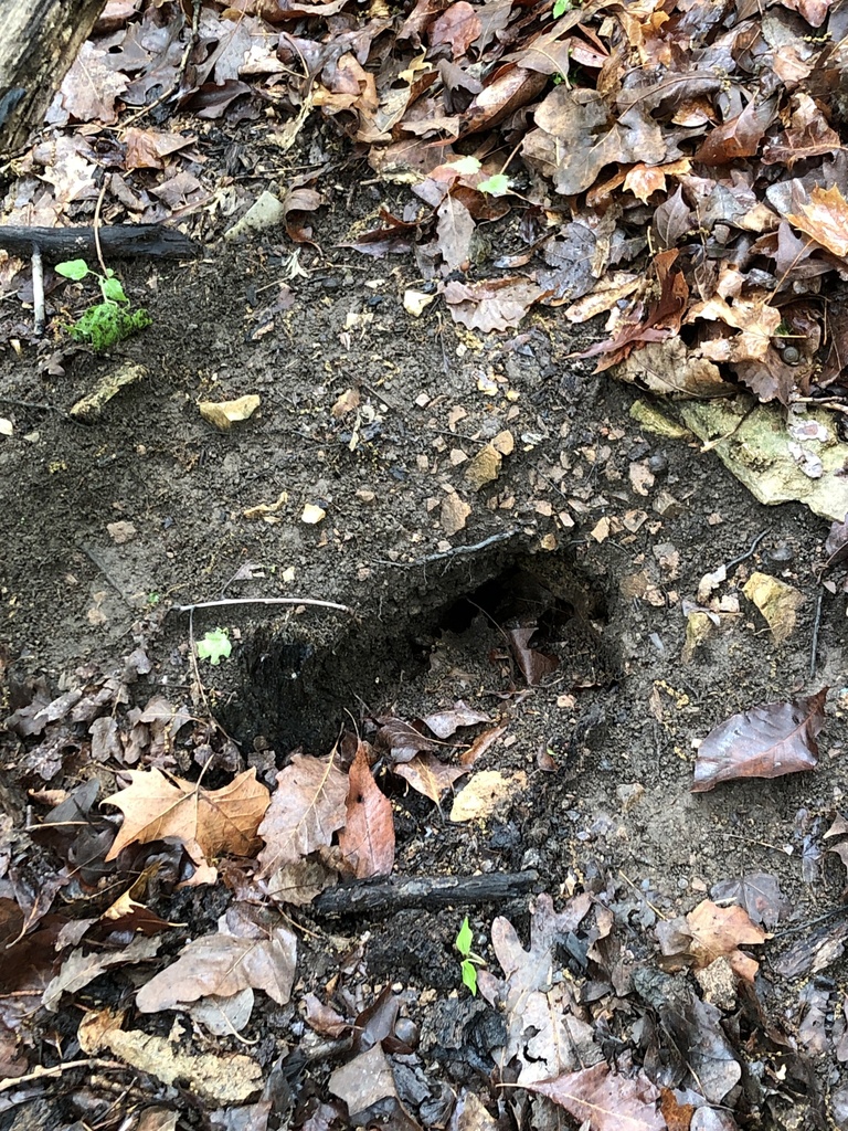 Woodland Vole from sunset hills mo on April 29, 2024 at 10:06 AM by ...