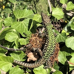 Podarcis muralis nigriventris