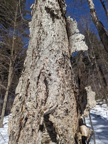 Panther Mountain Trail