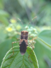 Hypselonotus punctiventris